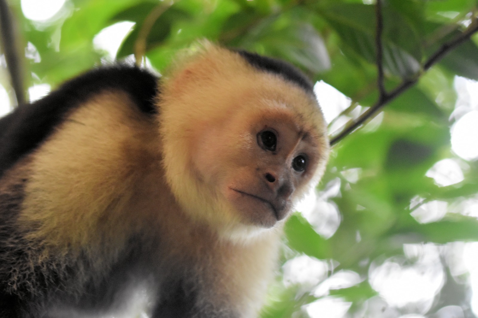 Capuchin monkey in the canopy